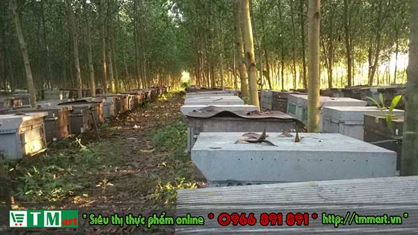 Trang trại ong TM mart tại Lâm Đồng