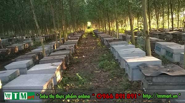Trang trại ong TM mart tại Lâm Đồng