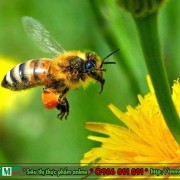 Phấn ong (phấn hoa cà phê)
